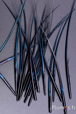 Oie rachis - 15-21 cm - noir-pétrole